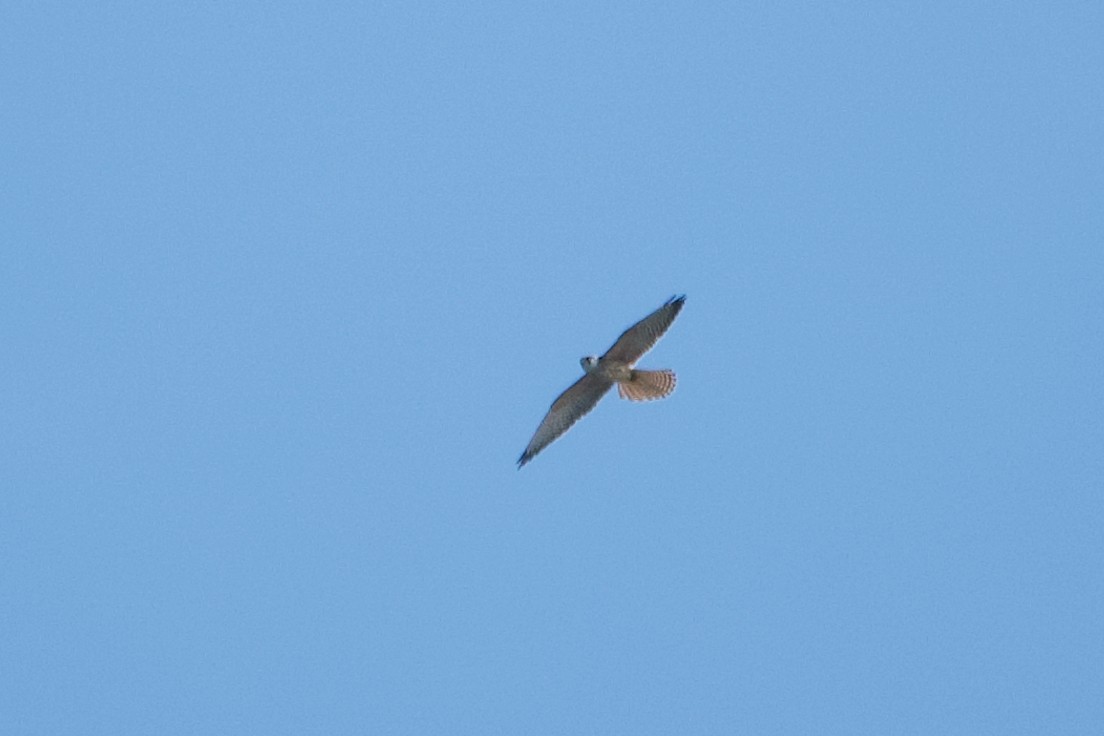 Falco cuculo - ML641876346