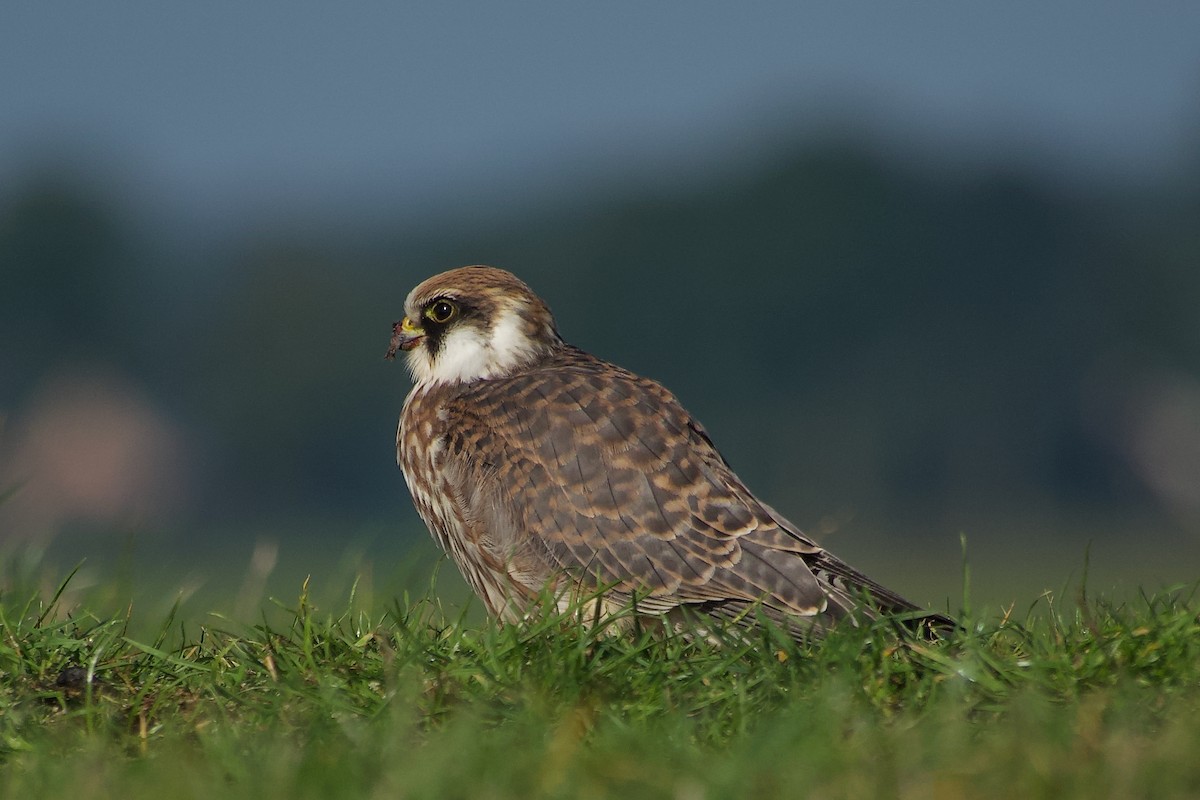 Falco cuculo - ML641876347