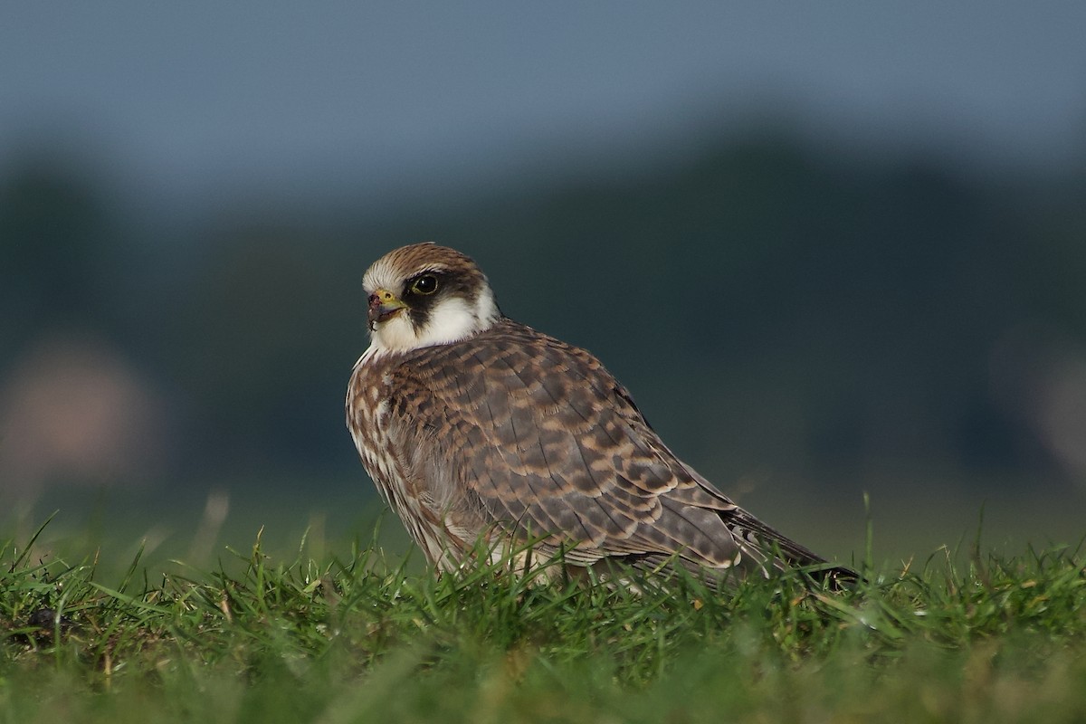 Falco cuculo - ML641876348