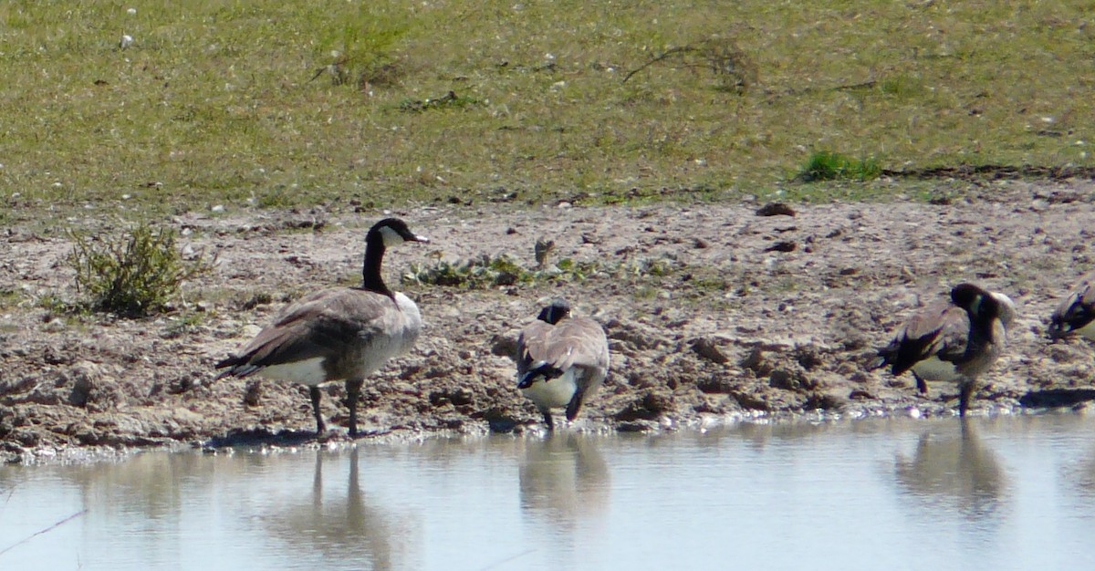 Canada Goose - ML641876356
