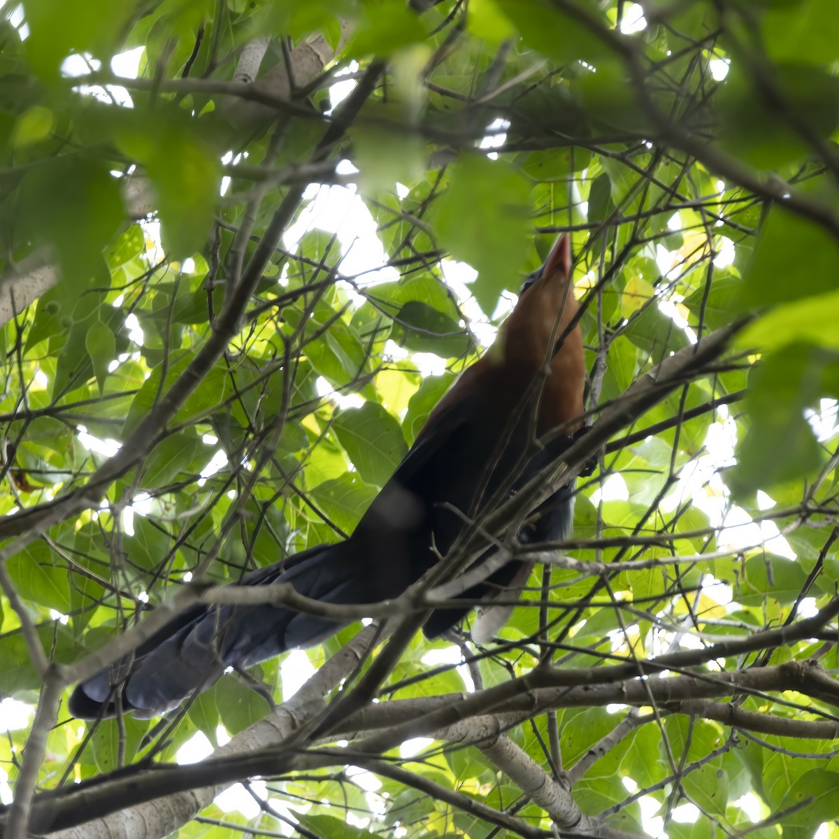 Yellow-billed Malkoha - ML641876367