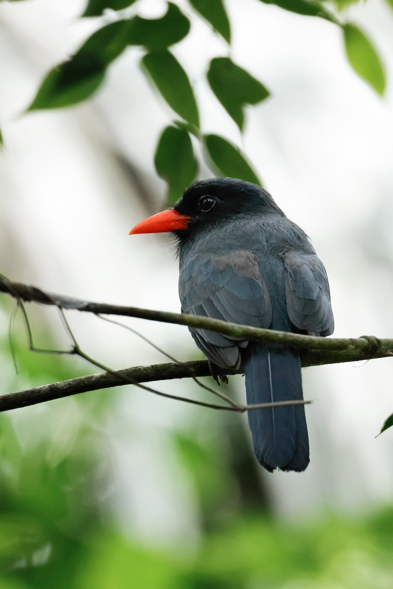 Black-fronted Nunbird - ML641876388