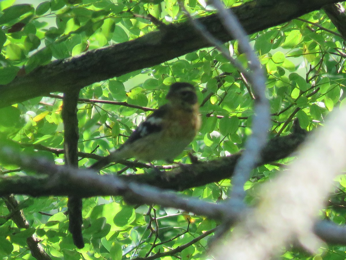 Rose-breasted Grosbeak - ML641876389