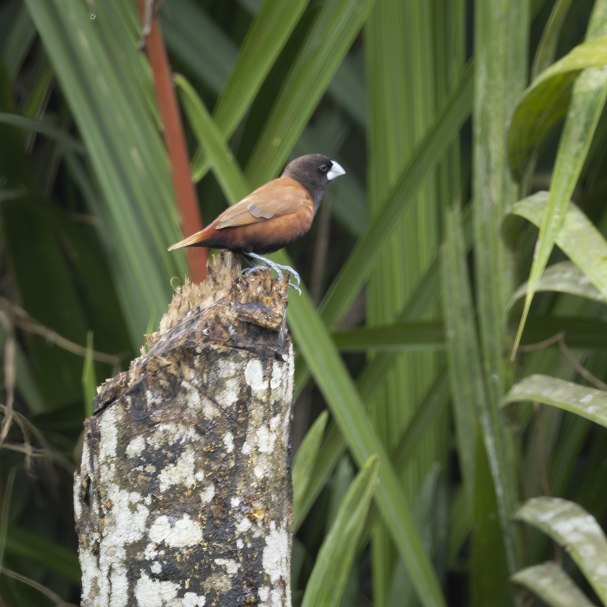 Kestane Rengi Munya [atricapilla grubu] - ML641876398