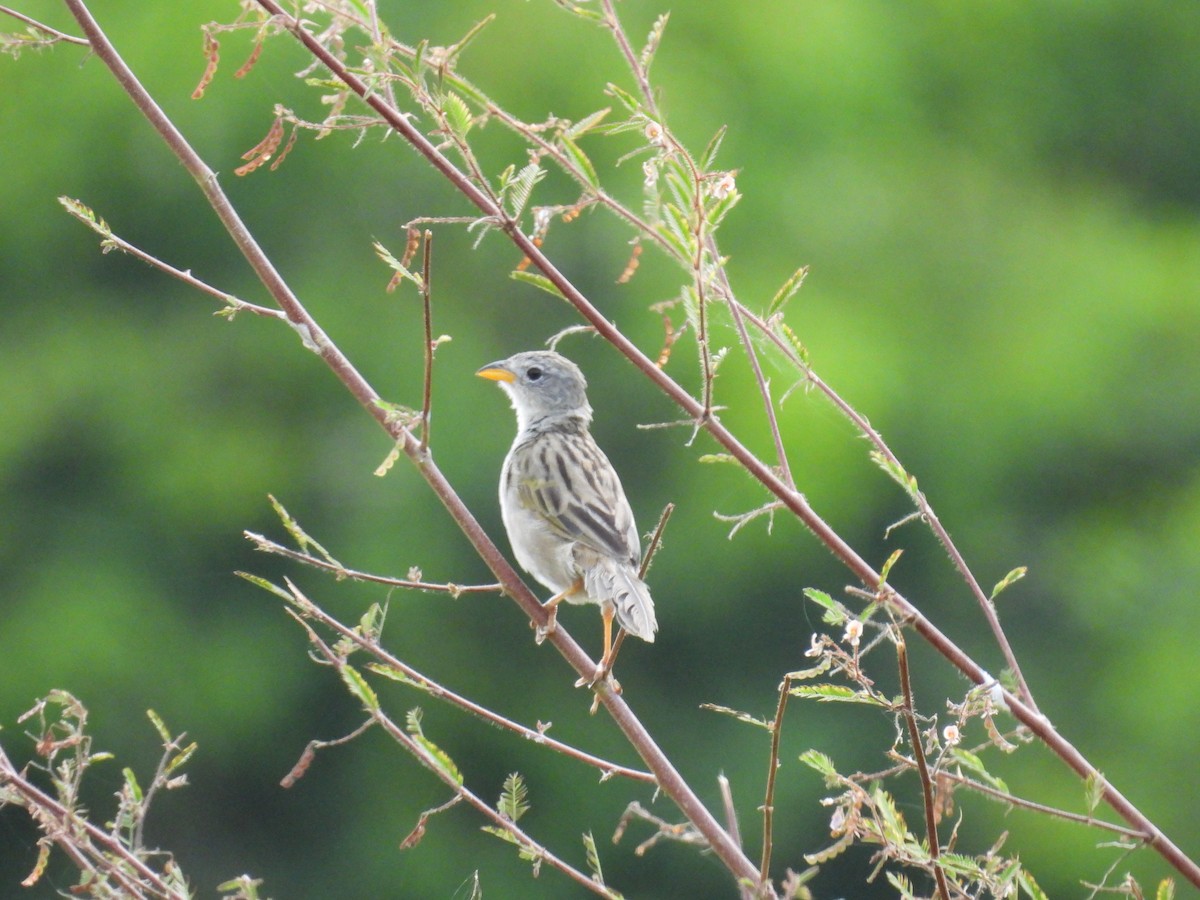 Wedge-tailed Grass-Finch - ML641876420