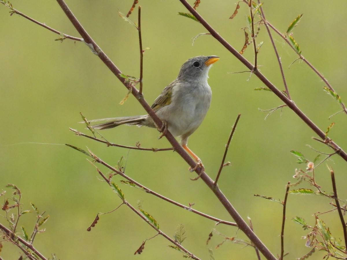 Wedge-tailed Grass-Finch - ML641876422