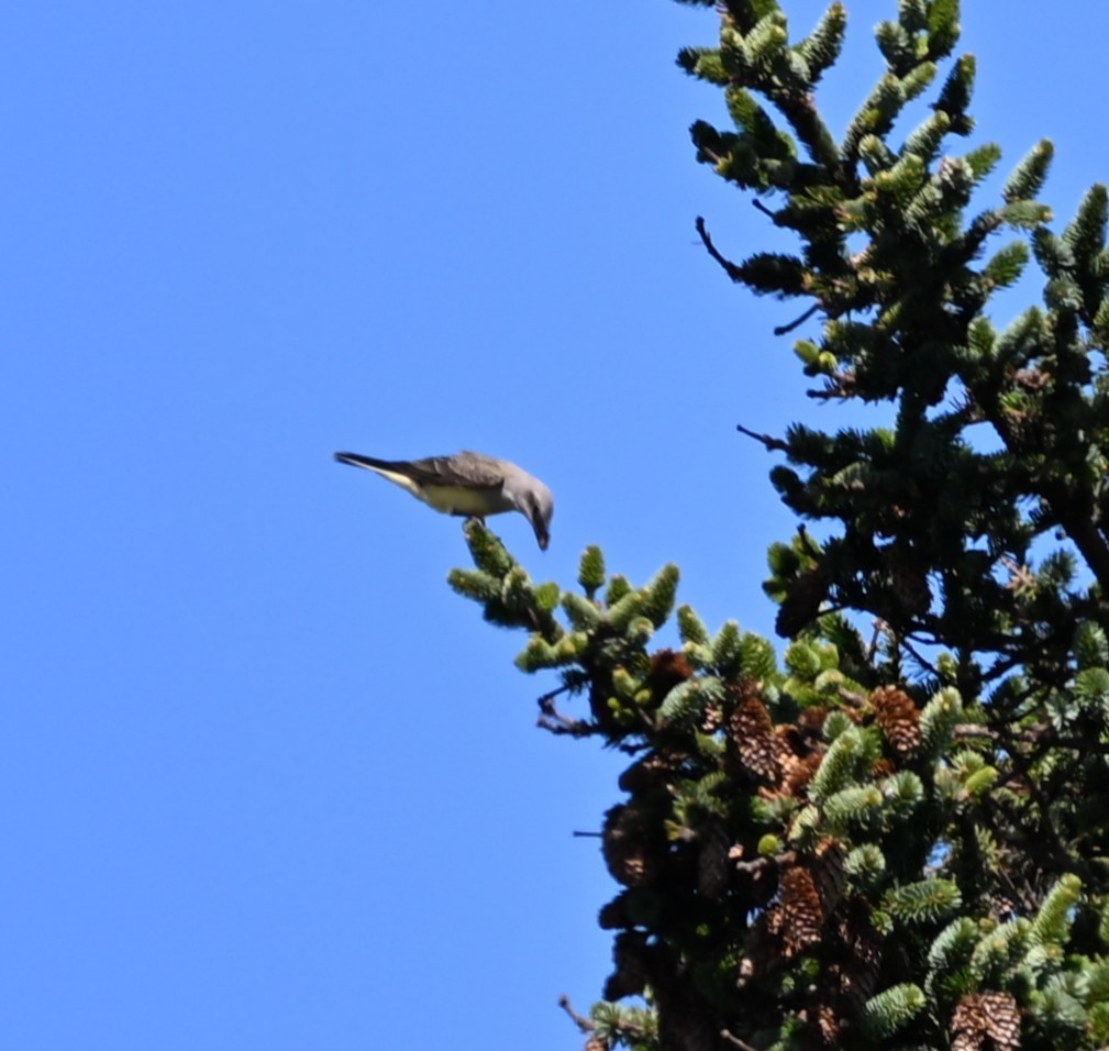 Western Kingbird - ML641876433