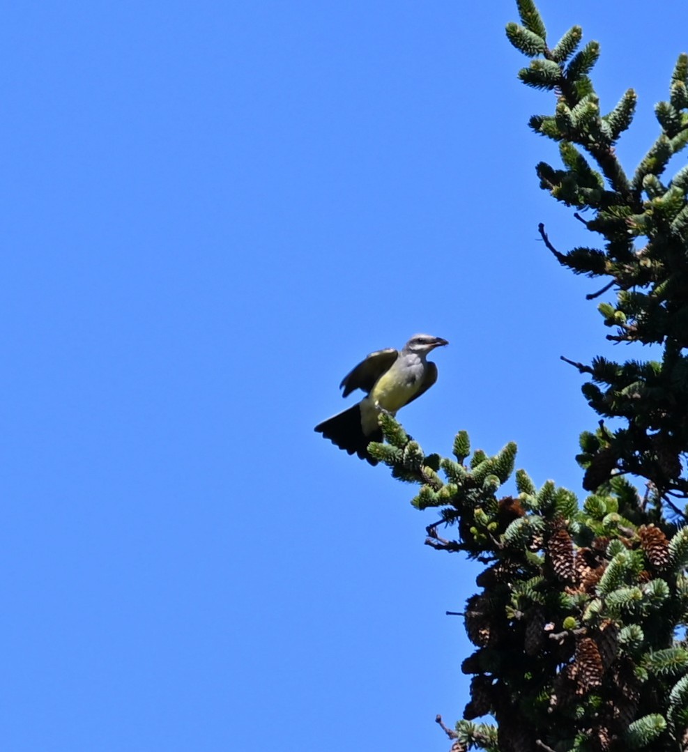 Western Kingbird - ML641876434