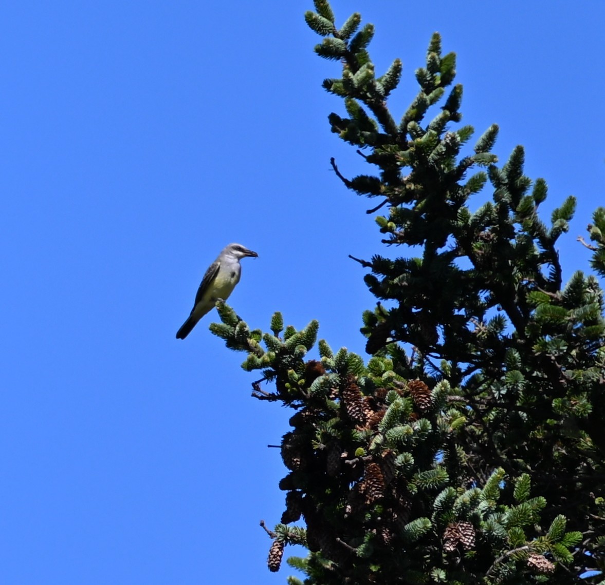 Western Kingbird - ML641876435