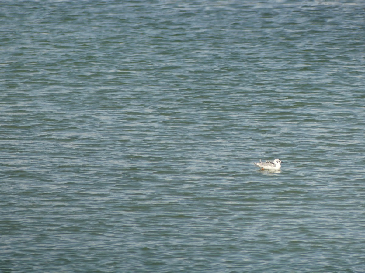 Bonaparte's Gull - ML641876442