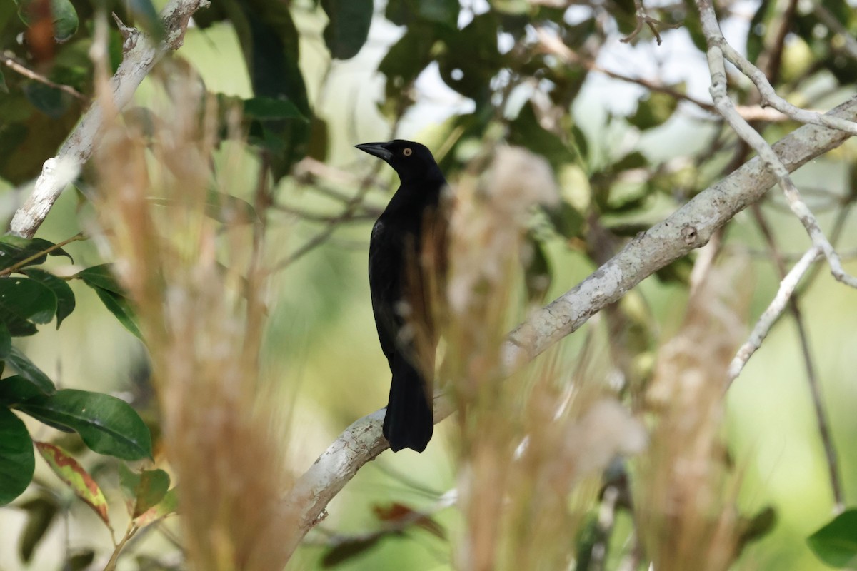 Giant Cowbird - ML641876445