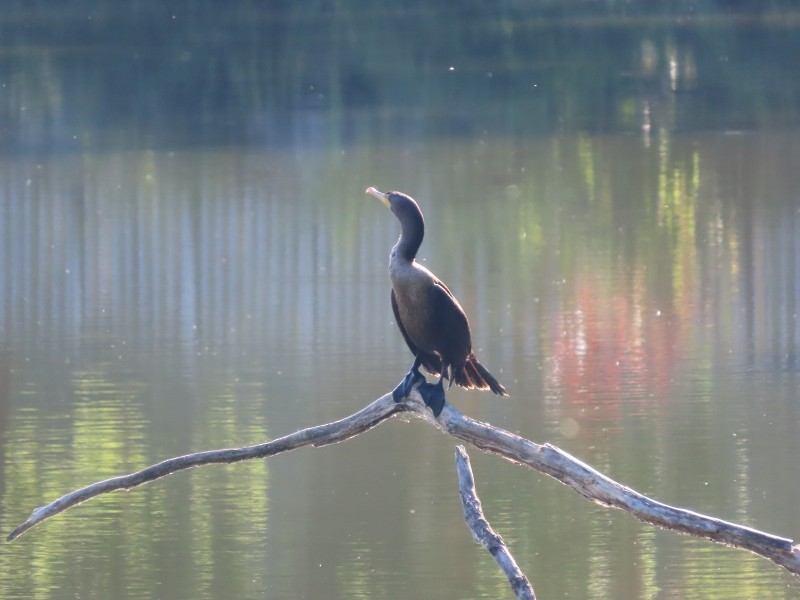 Double-crested Cormorant - ML641876486