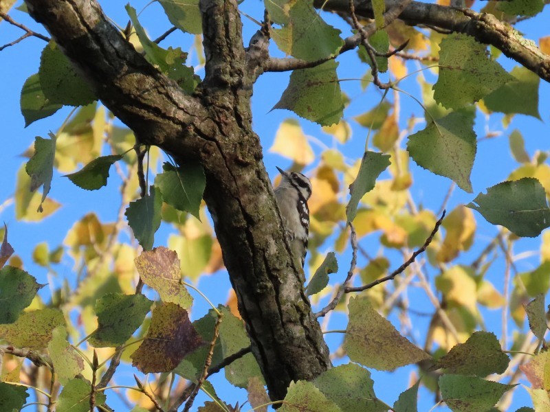 Downy Woodpecker - ML641876525