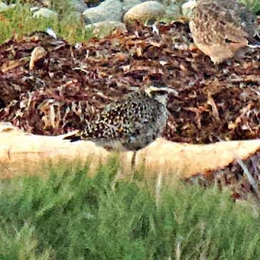 Pacific Golden-Plover - ML641876532
