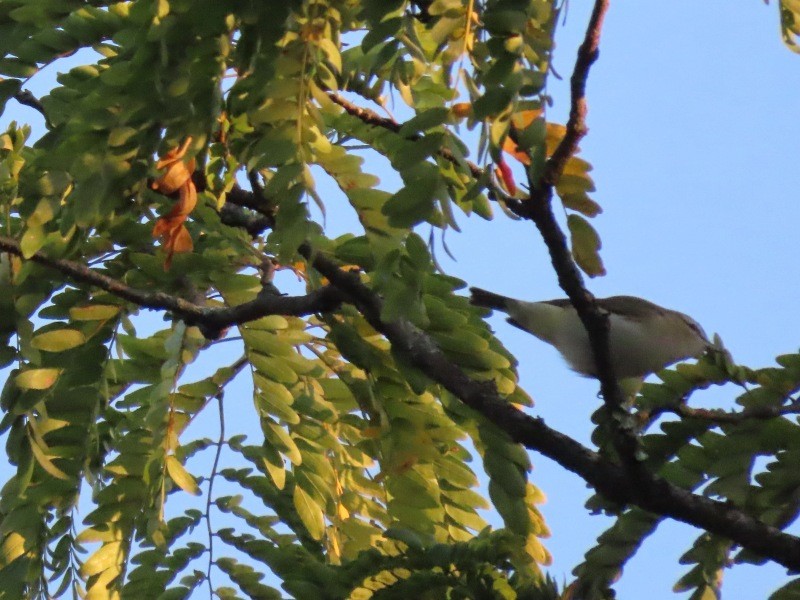 Red-eyed Vireo - ML641876542