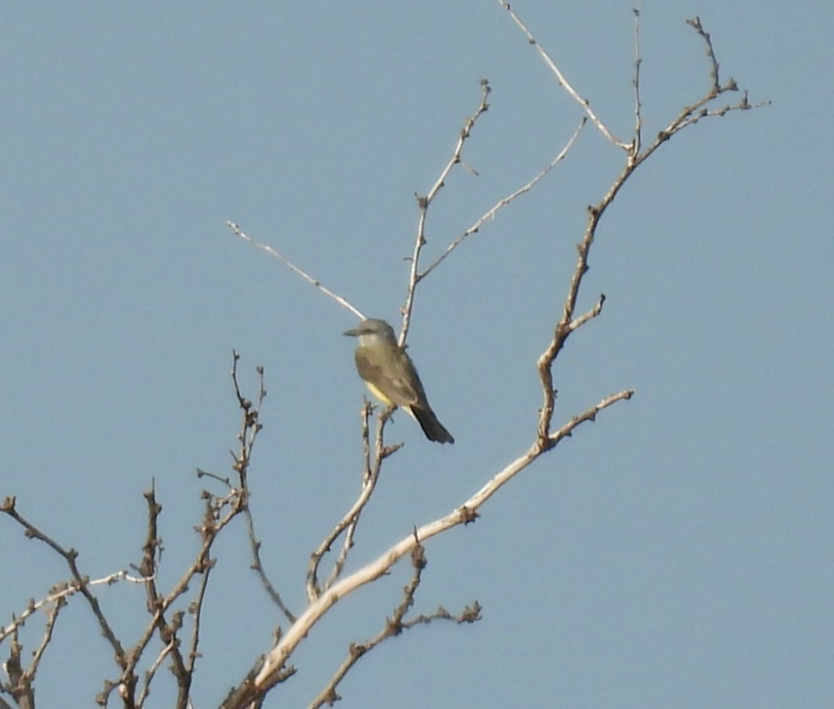 Western Kingbird - ML641876559