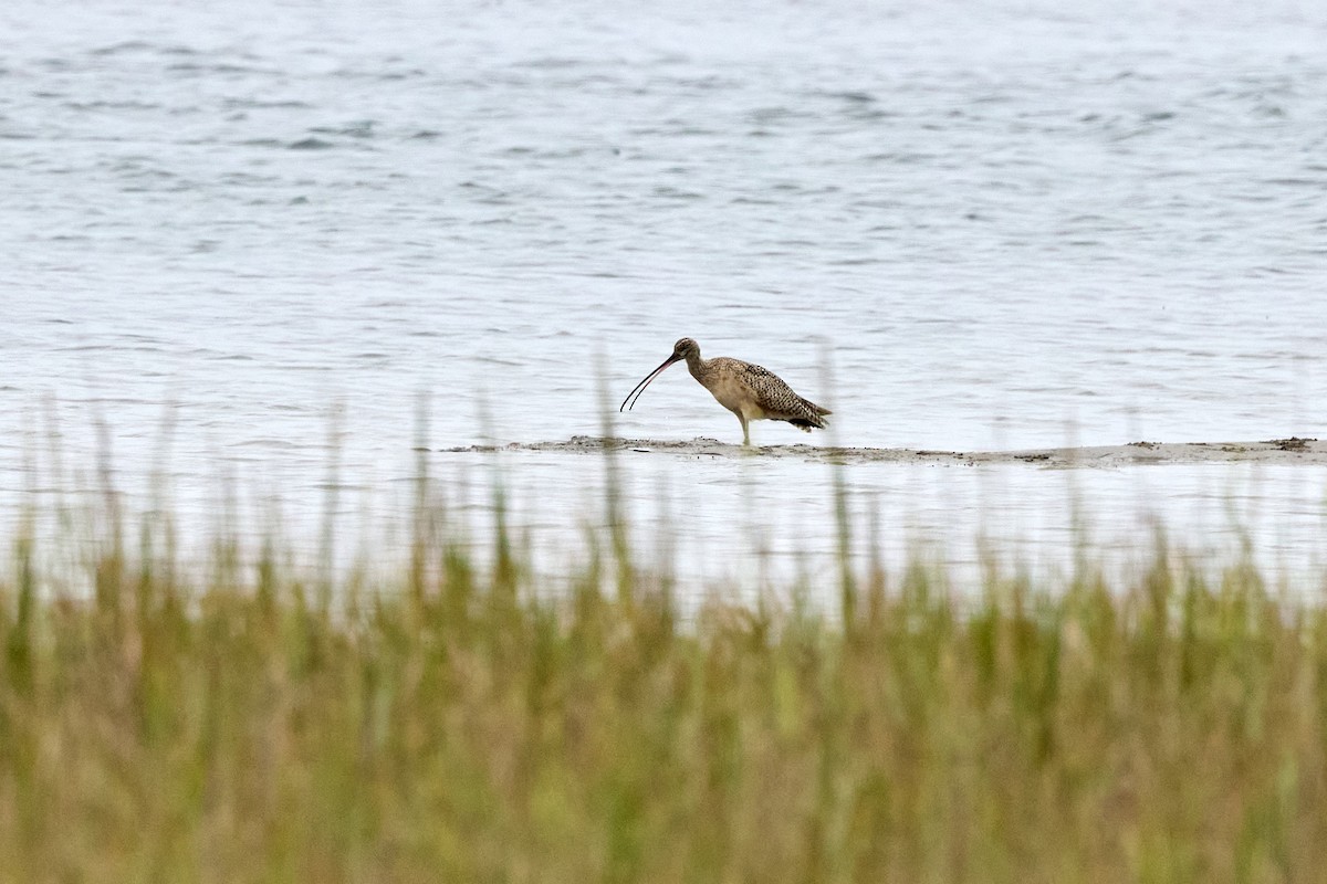 Long-billed Curlew - ML641876576