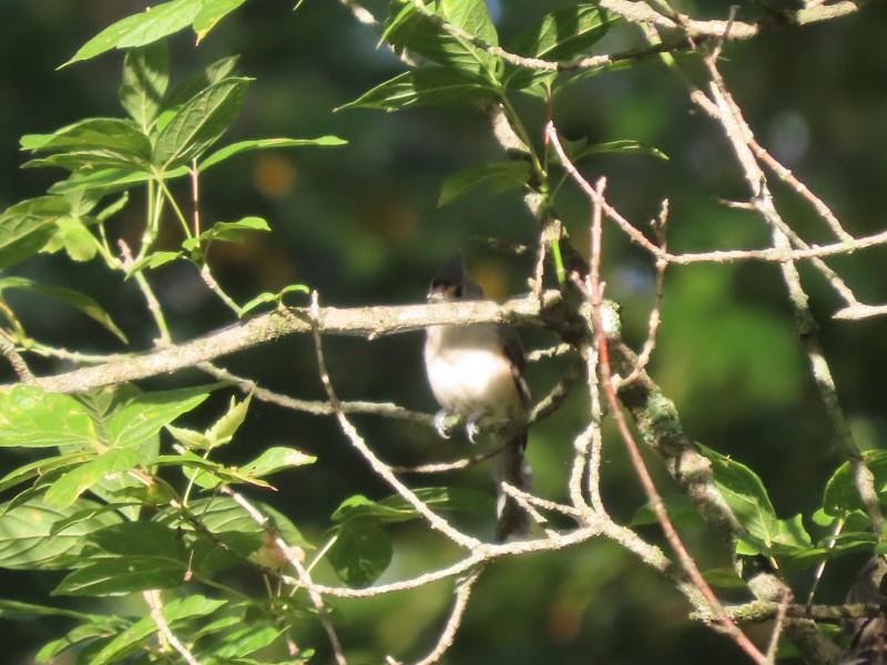 Tufted Titmouse - ML641876582