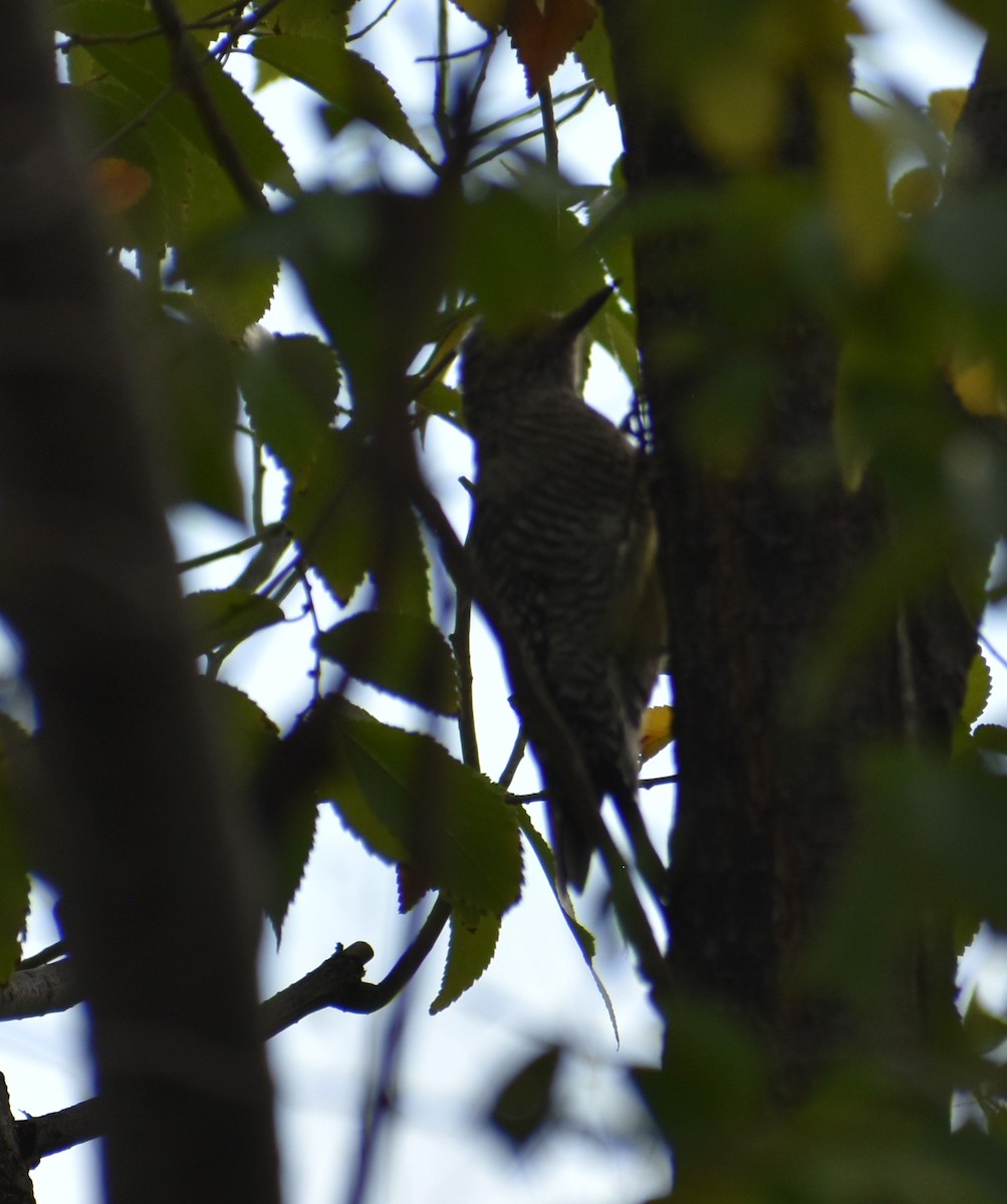 Williamson's Sapsucker - ML641876585