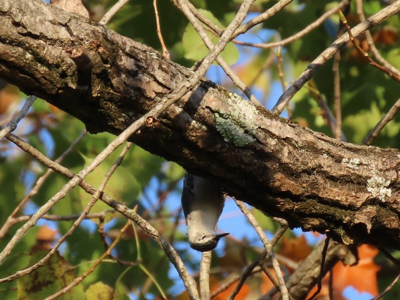 White-breasted Nuthatch - ML641876588