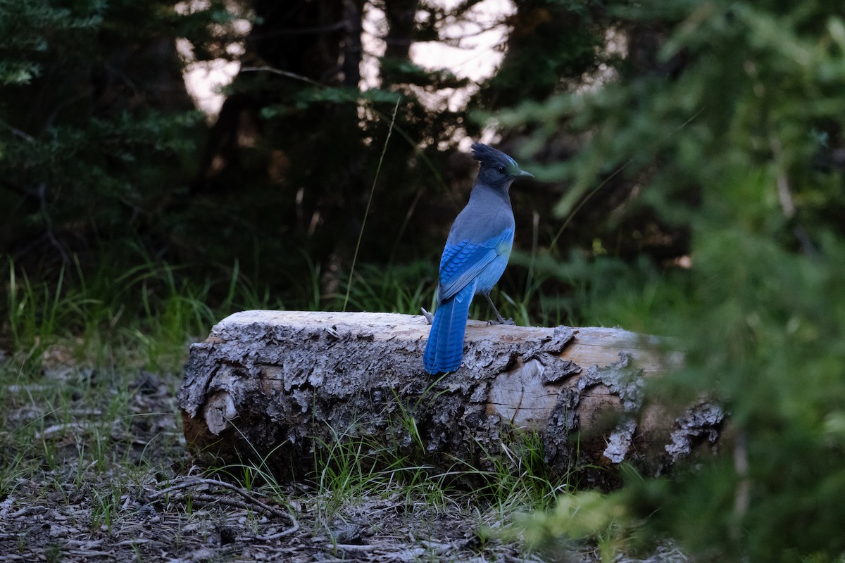 Steller's Jay - ML641876589
