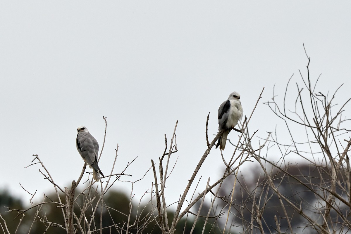 White-tailed Kite - ML641876592