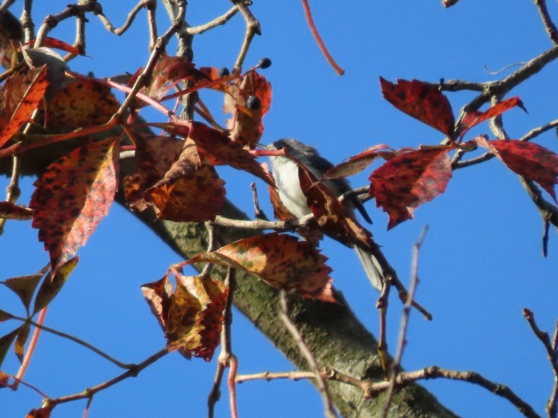 Blue-gray Gnatcatcher - ML641876603