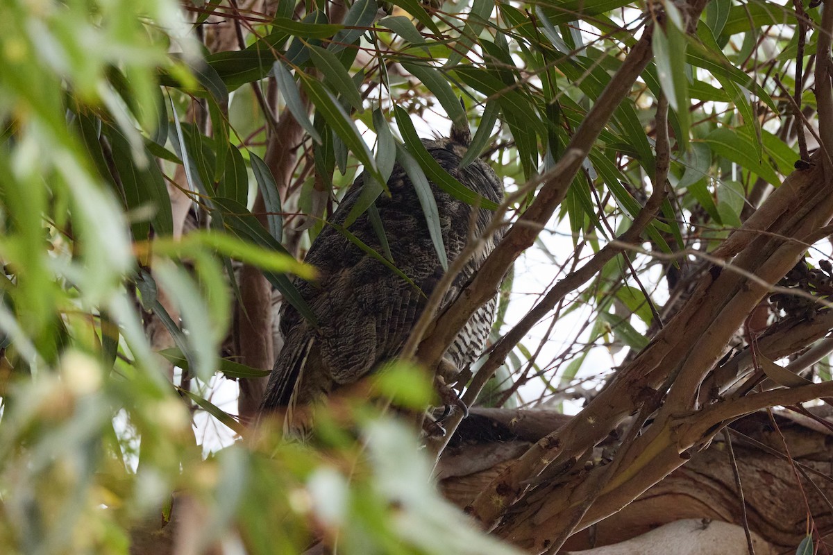 Great Horned Owl - ML641876604