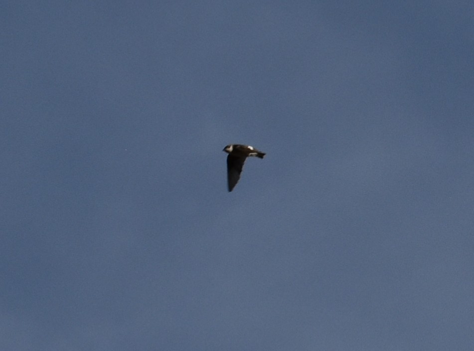Violet-green Swallow - ML641876605