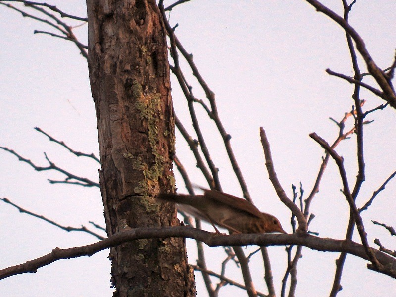 Swainson's Thrush - ML641876613