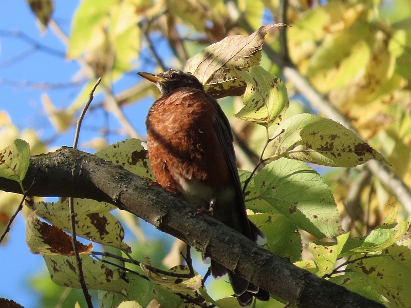 American Robin - ML641876619