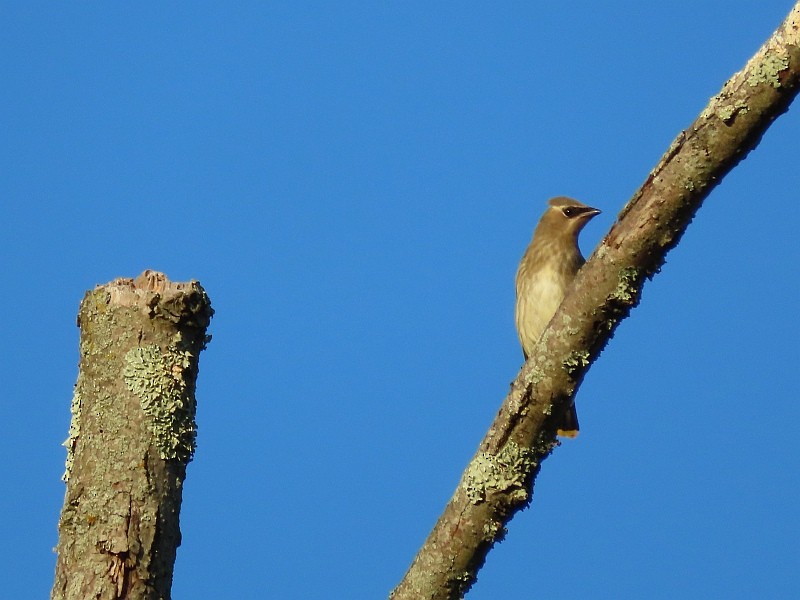 Cedar Waxwing - ML641876623