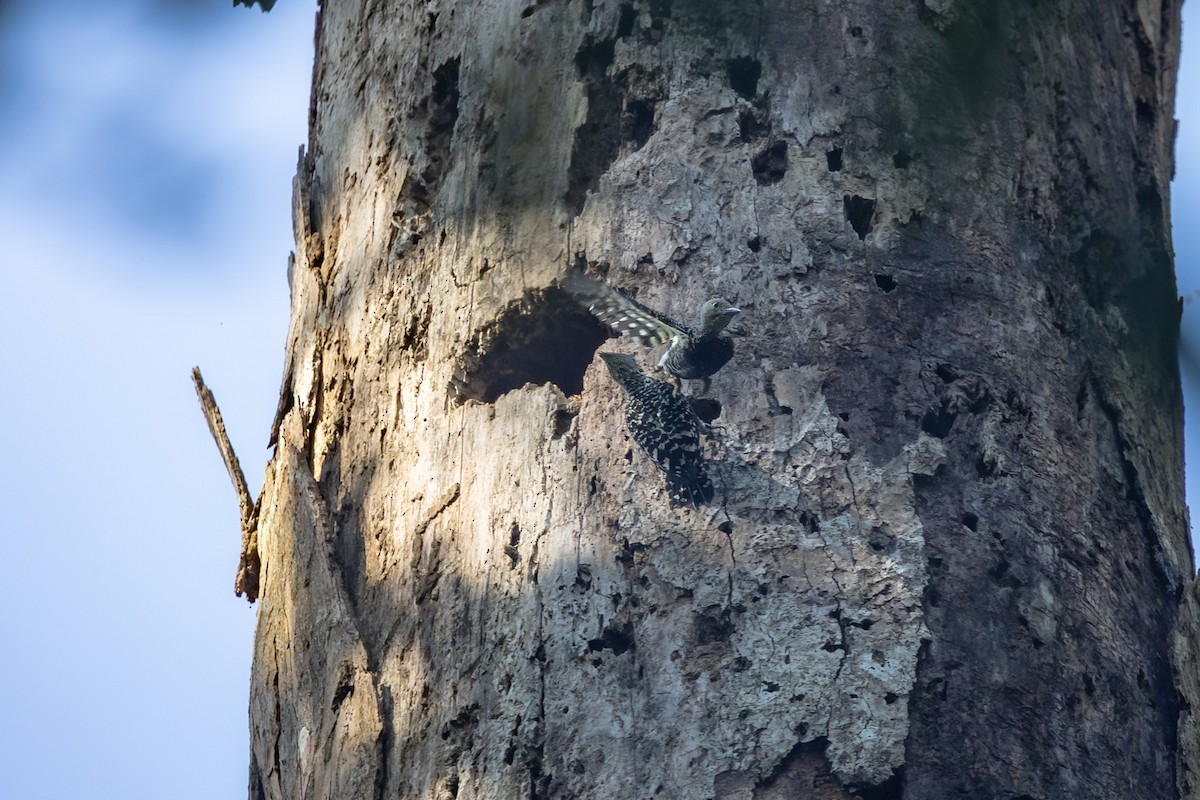 Zebra Woodpecker - ML641876631