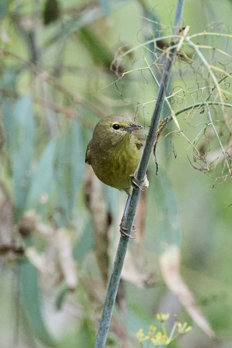 Orange-crowned Warbler - ML641876632