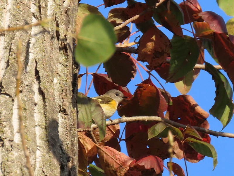 American Redstart - ML641876641