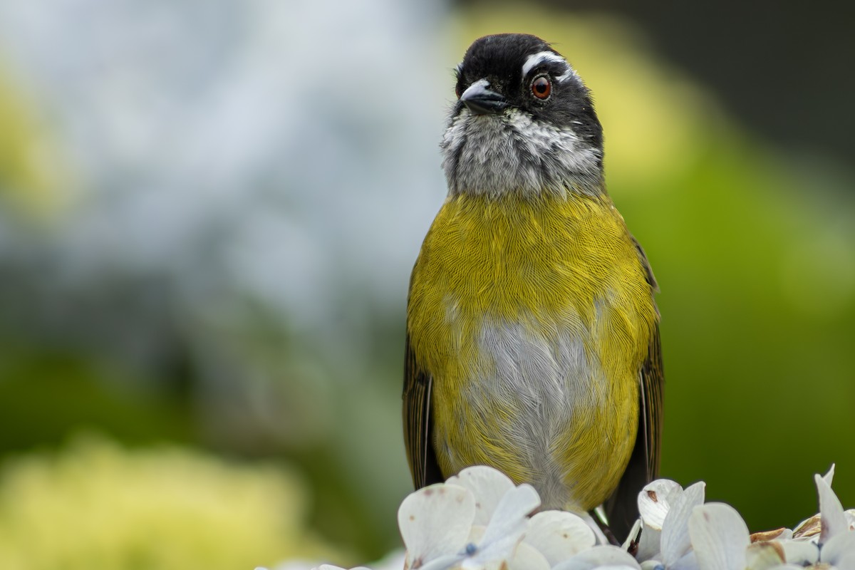 Sooty-capped Chlorospingus - ML641876648