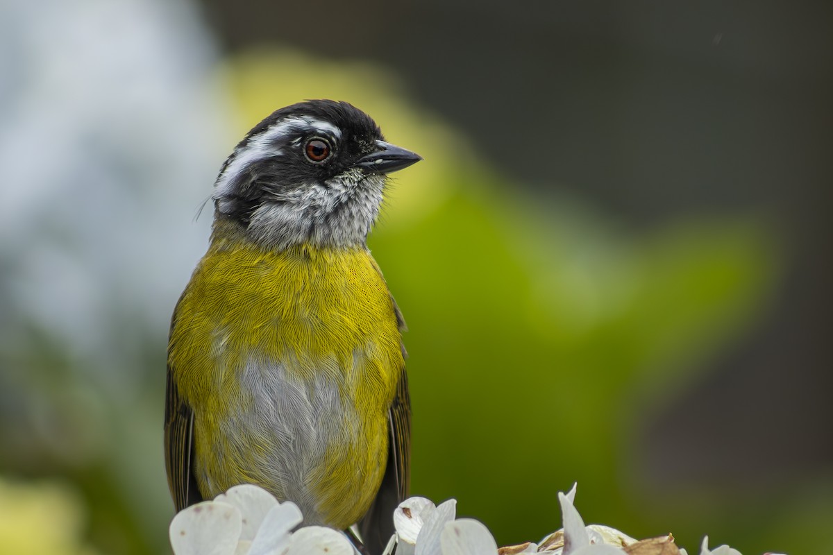 Sooty-capped Chlorospingus - ML641876649