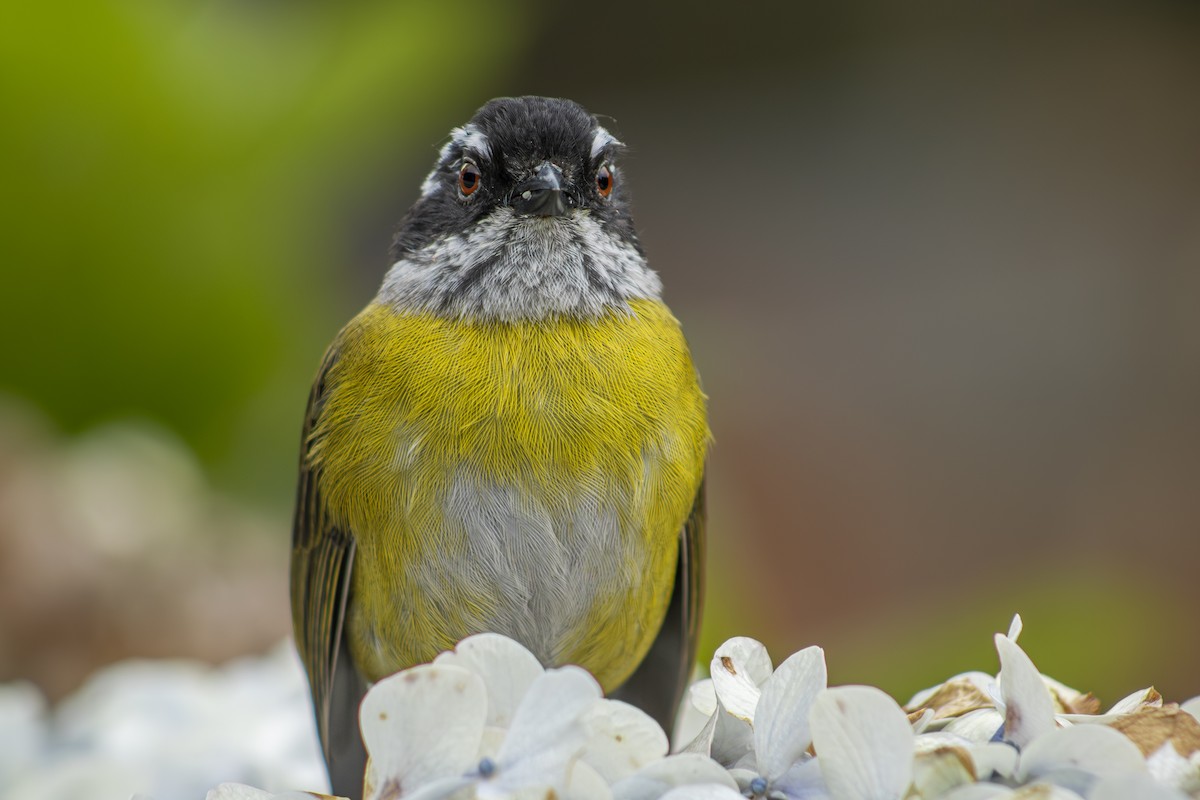 Sooty-capped Chlorospingus - ML641876650