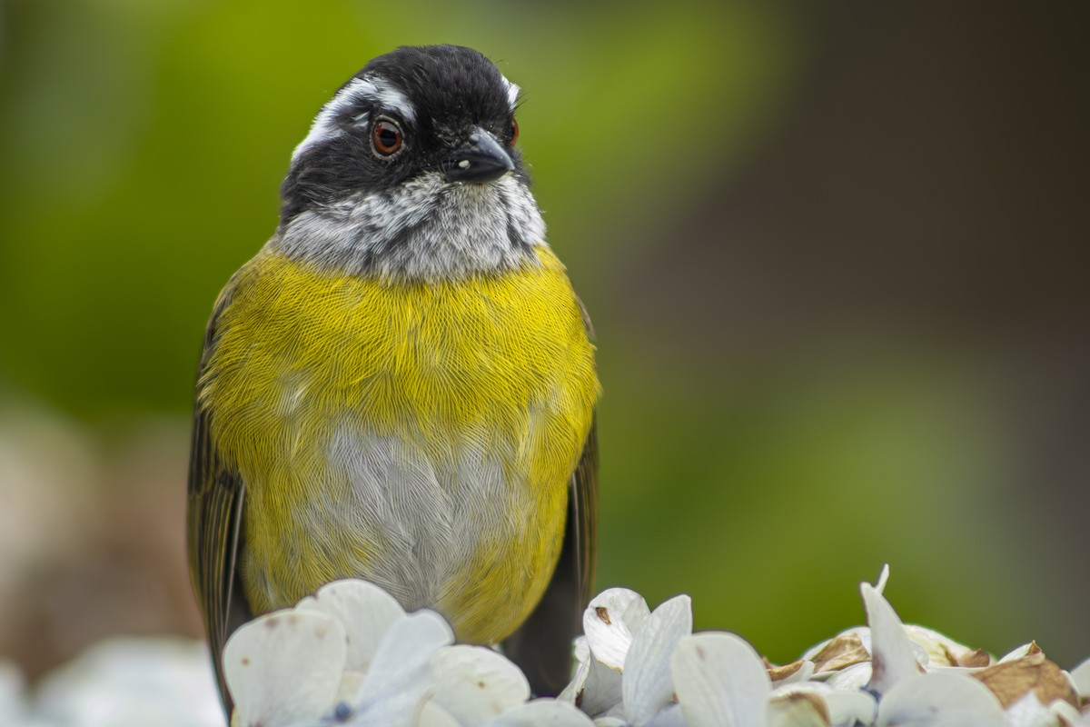 Sooty-capped Chlorospingus - ML641876651