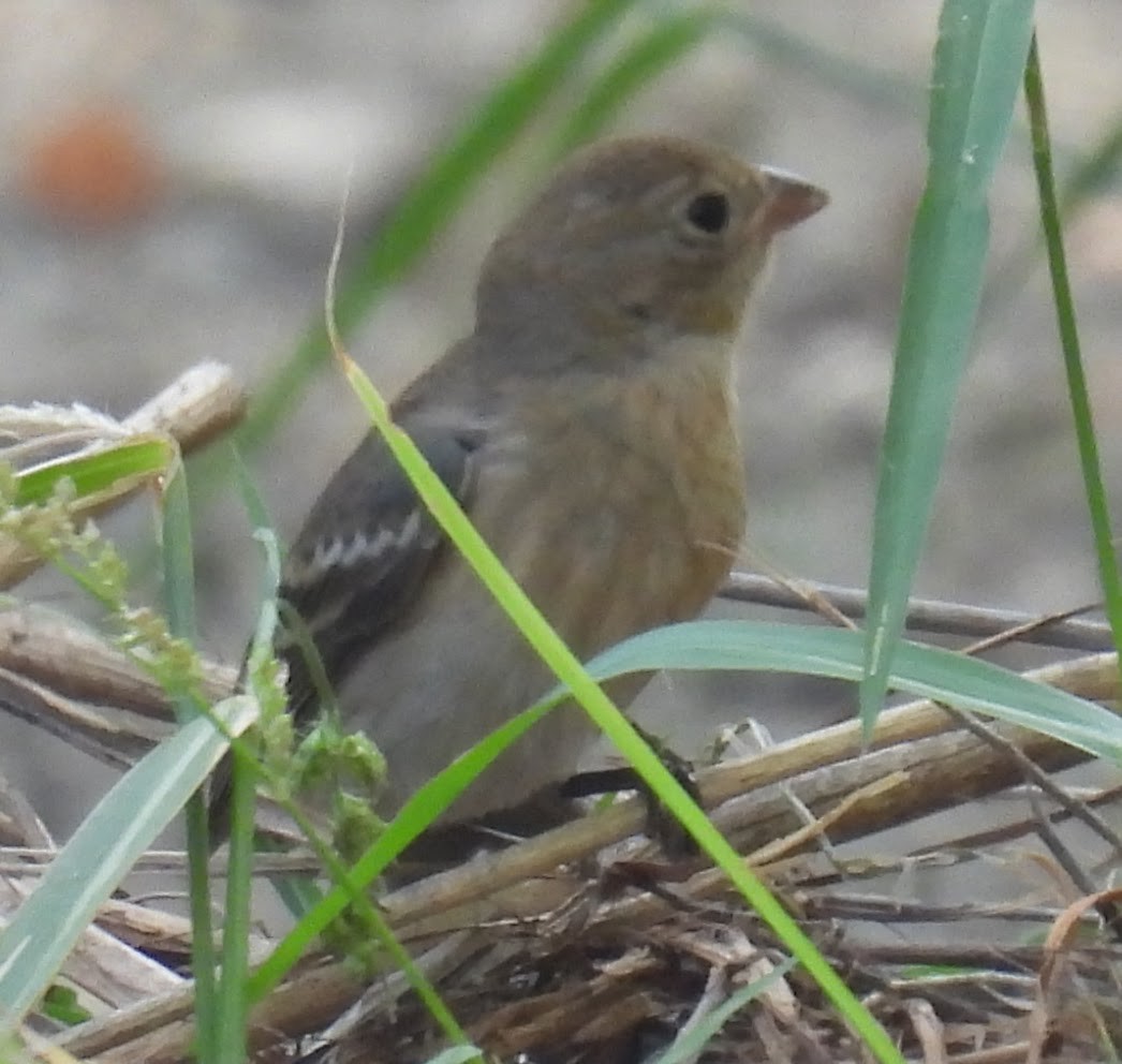 Lazuli Bunting - ML641876660