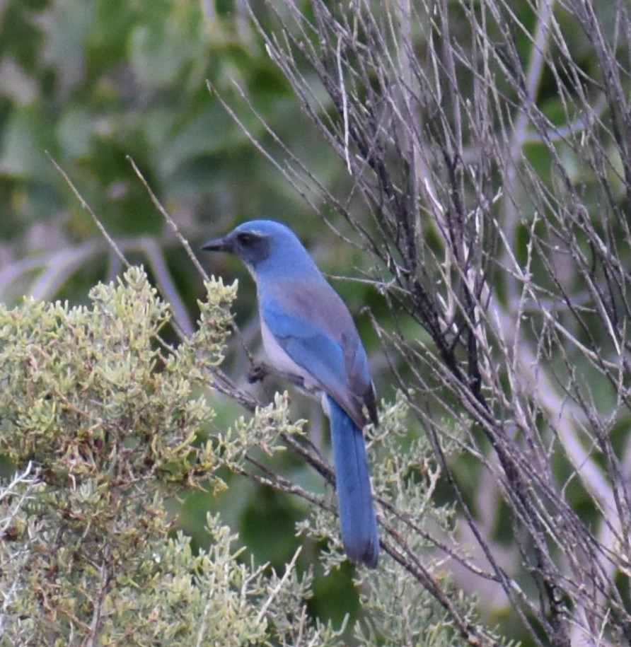Woodhouse's Scrub-Jay - ML641876678