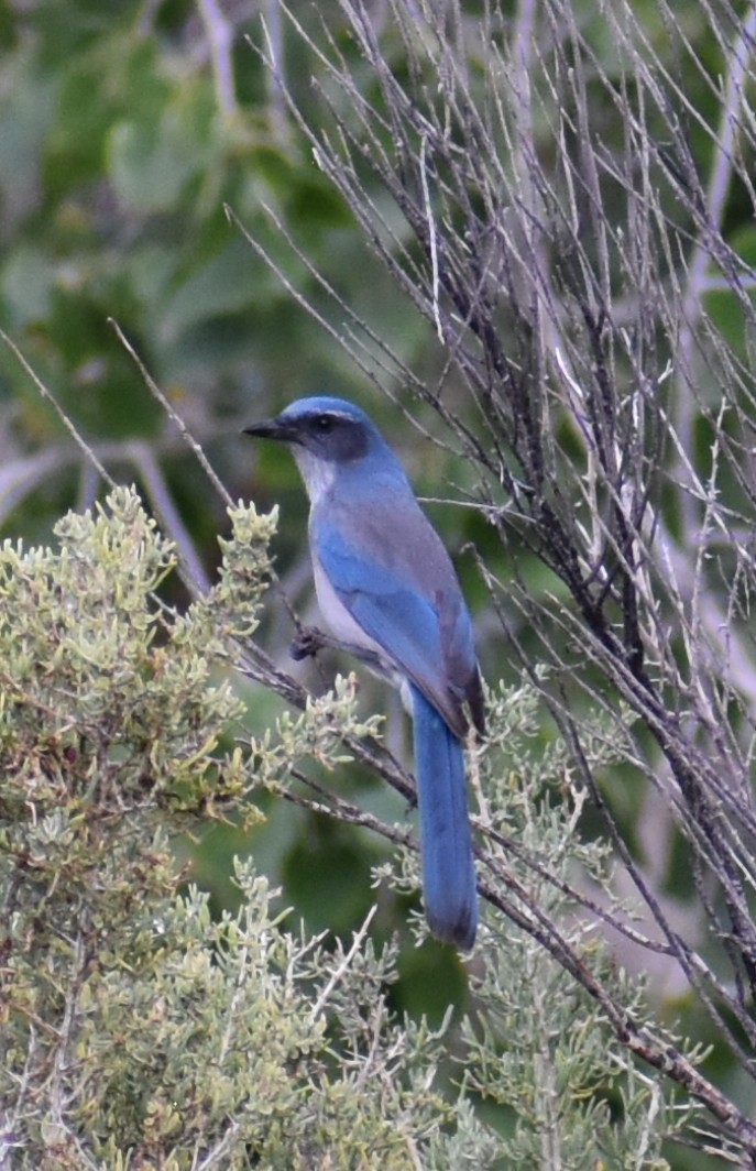 Woodhouse's Scrub-Jay - ML641876679