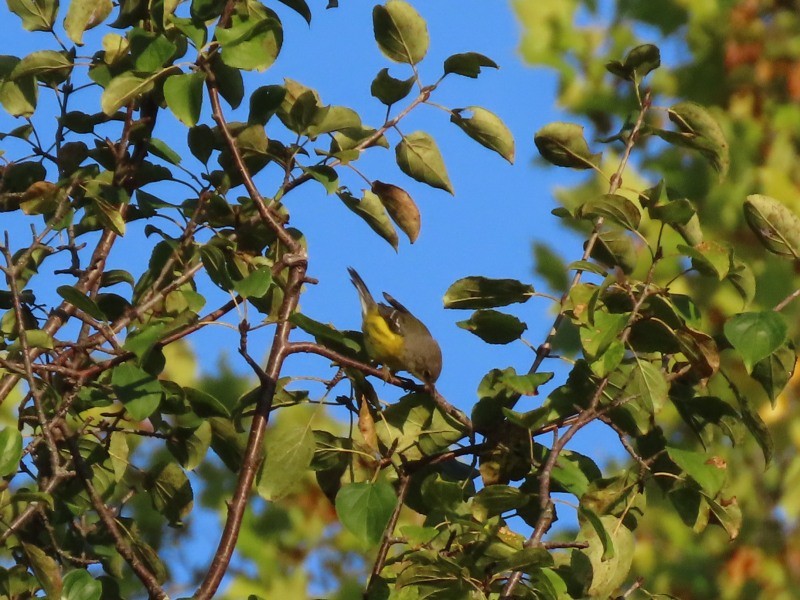 Magnolia Warbler - ML641876692