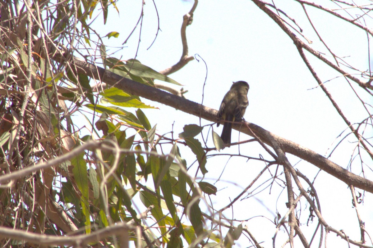 Western Flycatcher - ML641876704