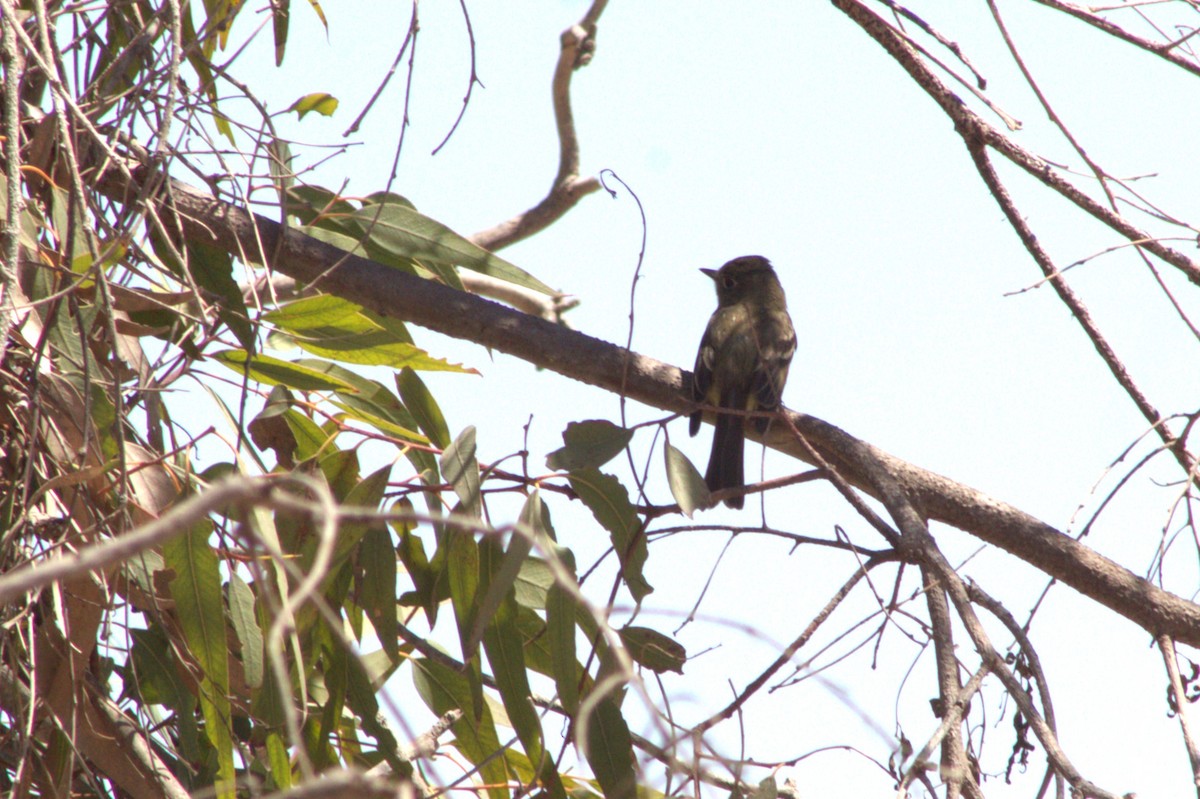 Western Flycatcher - ML641876705