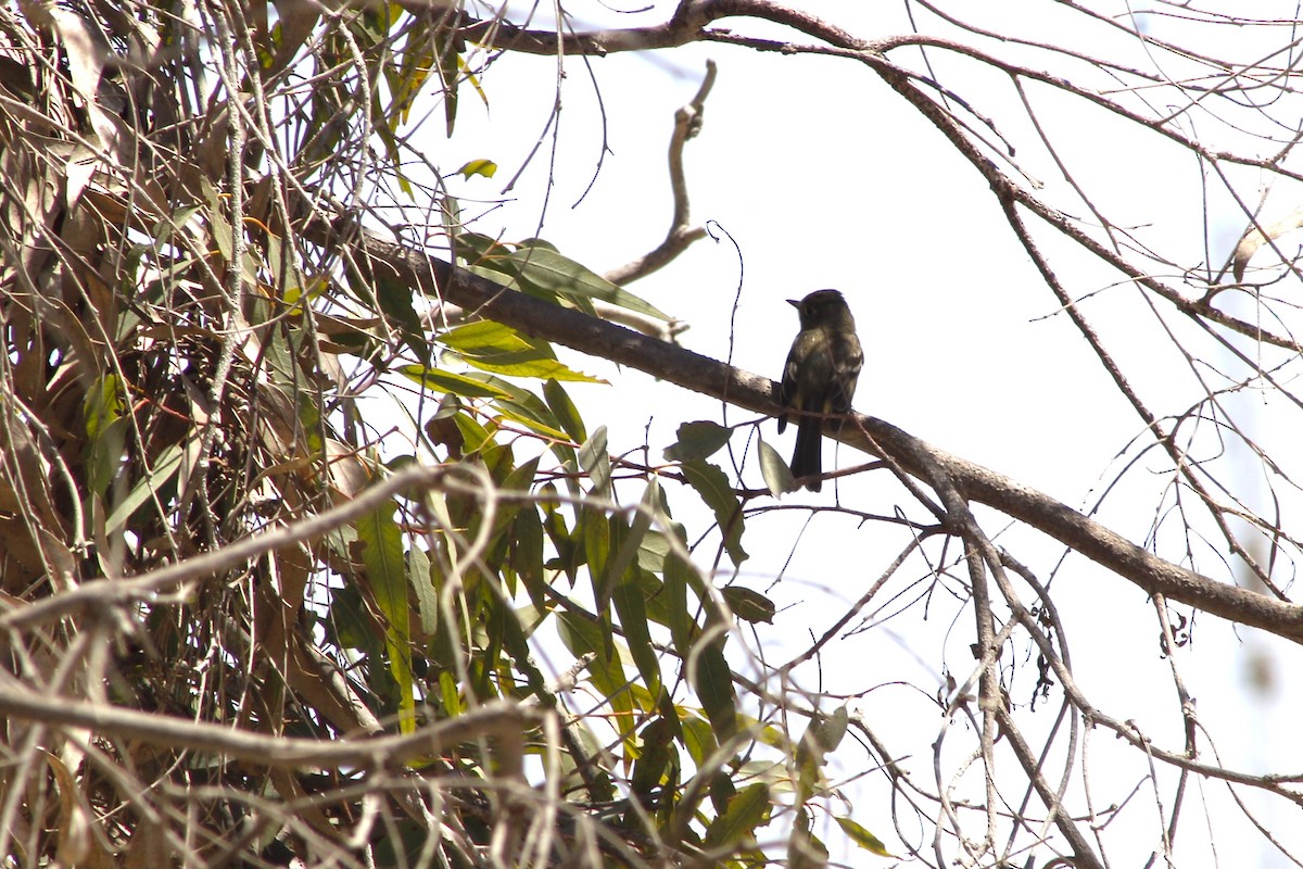Western Flycatcher - ML641876706