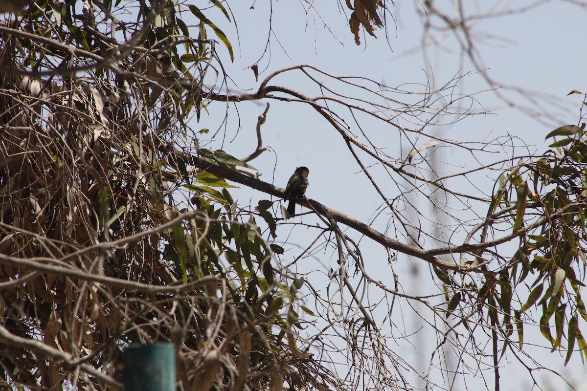 Western Flycatcher - ML641876708