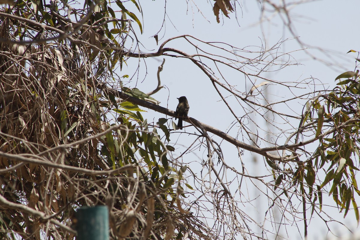 Western Flycatcher - ML641876709