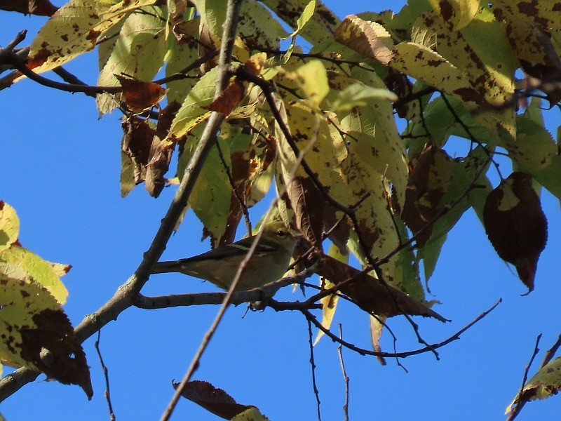 Bay-breasted Warbler - ML641876718