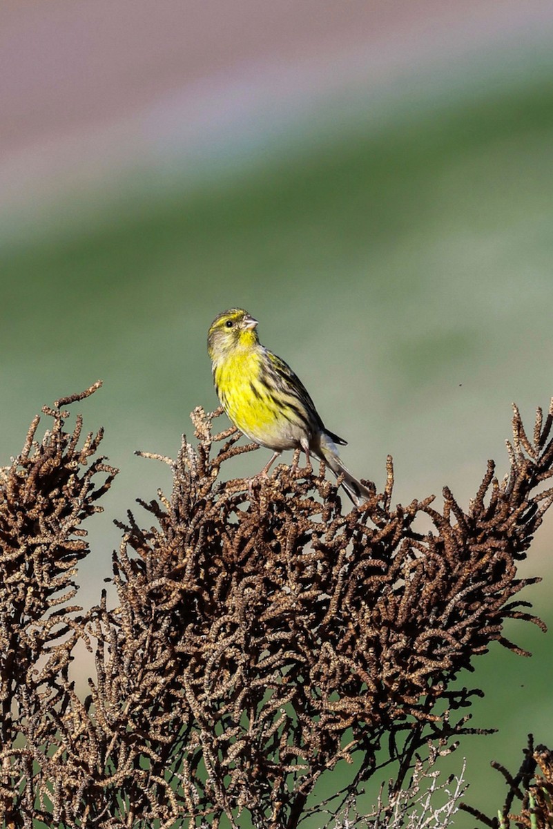 European Serin - ML641876721